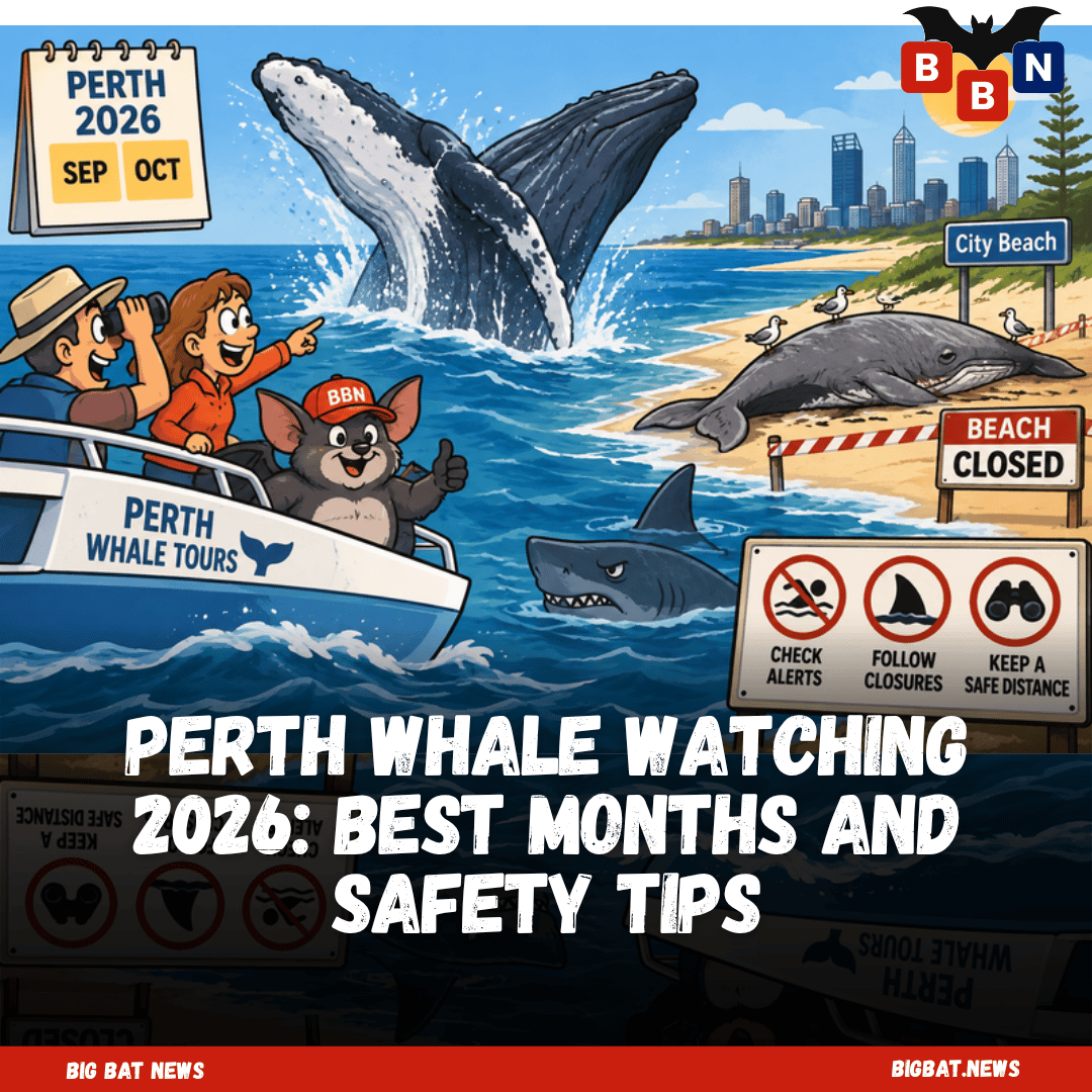 Perth Whale Watching 2026: Best Months and Safety Tips - Big Bat News